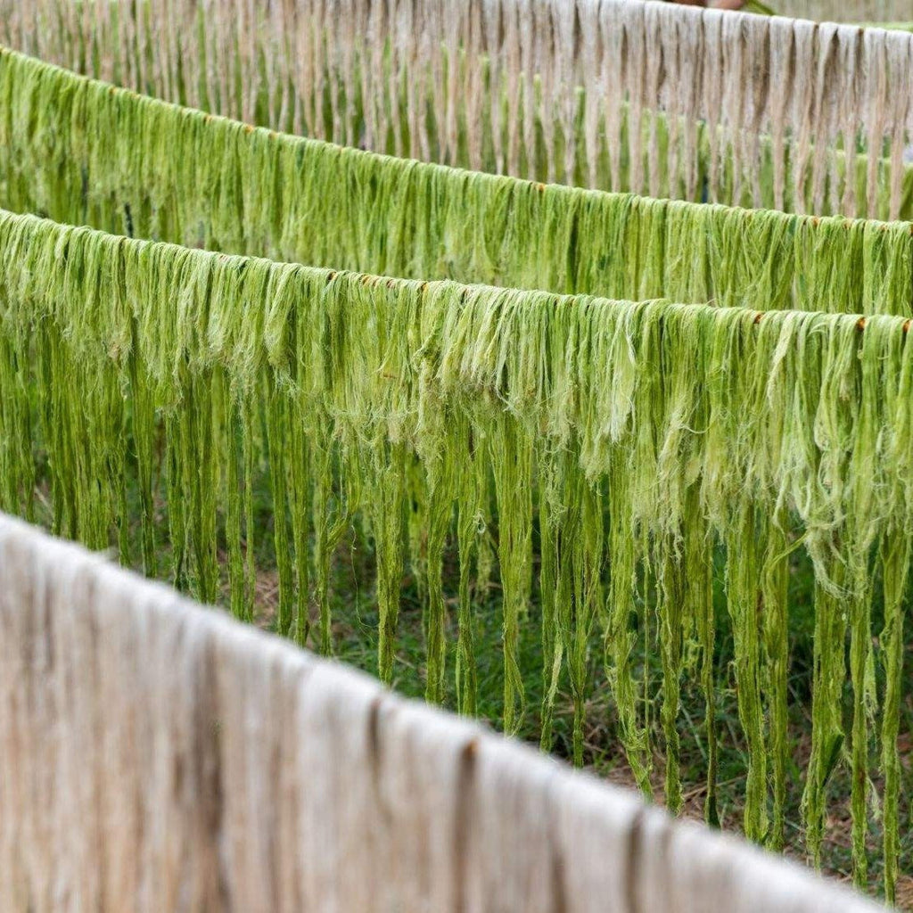 Pineapple fibres drying in the sun, before being woven into Piñatex